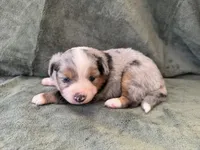 Snickers, a male Toy Australian Shepherd for sale in Honolulu, HI – 2 of 4