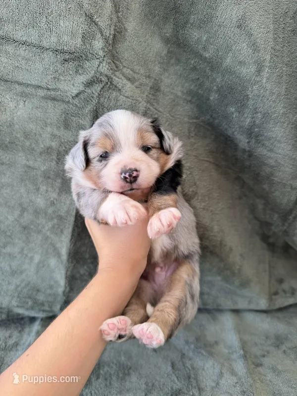 Snickers – Toy Australian Shepherd puppy for sale in Honolulu, HI
