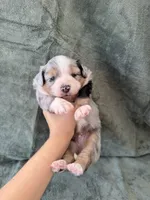 Snickers, a male Toy Australian Shepherd for sale in Honolulu, HI – 1 of 4