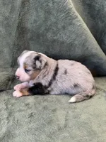 Snickers, a male Toy Australian Shepherd for sale in Honolulu, HI – 4 of 4