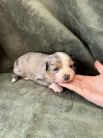 Snickers, a male Toy Australian Shepherd for sale in Honolulu, HI – 3 of 4