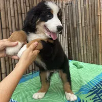 processed/0458dfb4-509b-4288-9aa4-3dc902da5339/listing/c2f88c1e-e134-4ff6-a069-a4d15cd64493/247aacec-020e-496f-b71a-81cb07c92e7f