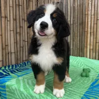 processed/0458dfb4-509b-4288-9aa4-3dc902da5339/listing/c2f88c1e-e134-4ff6-a069-a4d15cd64493/347048d4-9851-4840-a87e-3f04c974549d