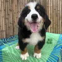 processed/0458dfb4-509b-4288-9aa4-3dc902da5339/listing/c2f88c1e-e134-4ff6-a069-a4d15cd64493/4d807052-c7d2-49f6-9c79-48755990dd99