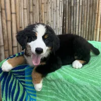 processed/0458dfb4-509b-4288-9aa4-3dc902da5339/listing/c2f88c1e-e134-4ff6-a069-a4d15cd64493/f8019c32-8d52-47d7-a955-14214d19aaa8