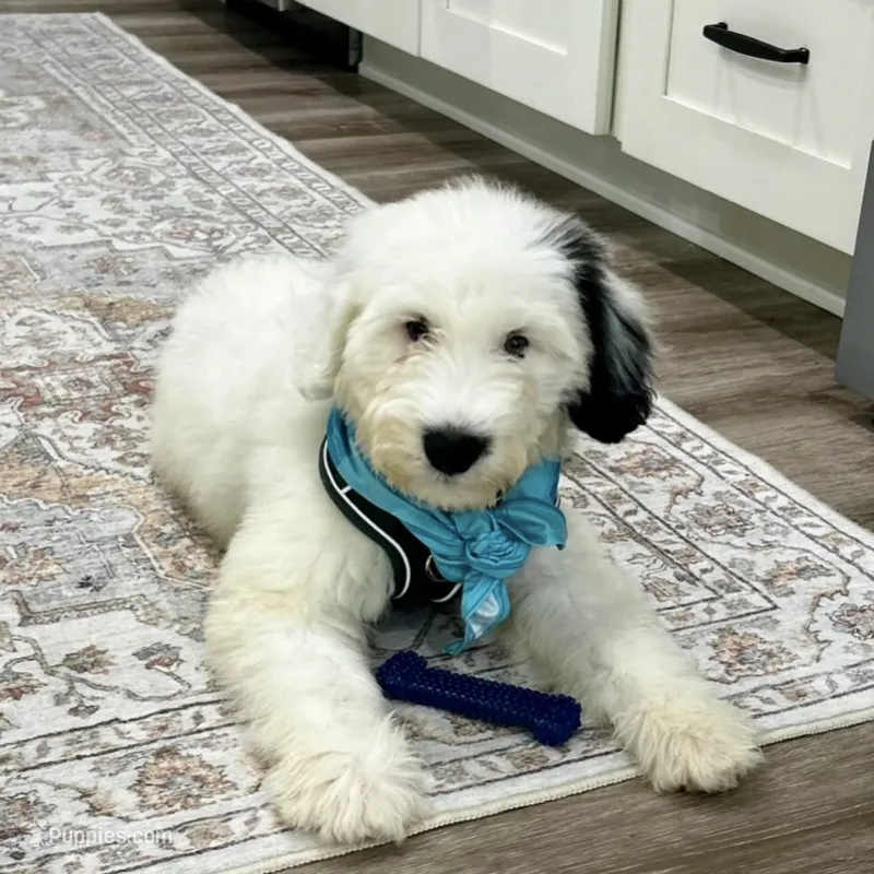 Snoopy – Portuguese Water Dog puppy for sale in Honolulu, HI