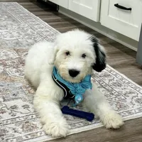 Snoopy, a male Portuguese Water Dog for sale in Honolulu, HI – 1 of 4