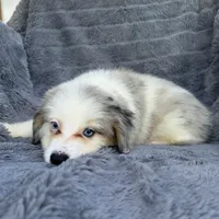 Legolas, a male Toy Australian Shepherd and Miniature Bernedoodle for sale in Honolulu, HI – 2 of 8