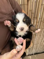 Molly, a female Bernese Mountain Dog for sale in Honolulu, HI – 2 of 4