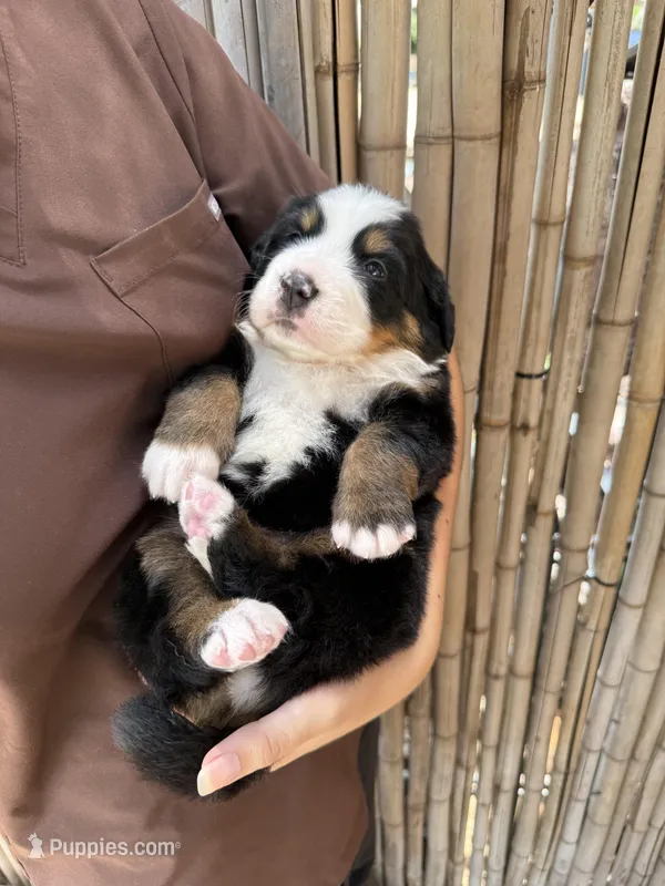 Molly – Bernese Mountain Dog puppy for sale in Honolulu, HI