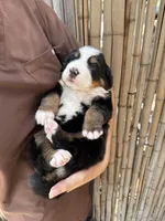 Molly, a female Bernese Mountain Dog for sale in Honolulu, HI – 1 of 4