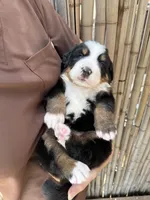Molly, a female Bernese Mountain Dog for sale in Honolulu, HI – 4 of 4
