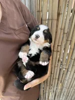 Molly, a female Bernese Mountain Dog for sale in Honolulu, HI – 3 of 4