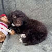 AKC Nina, a female Portuguese Water Dog for sale in Honolulu, HI – 2 of 3