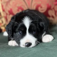 Butterscotch, a female Miniature Australian Shepherd for sale in Honolulu, HI – Photo 5 of 10