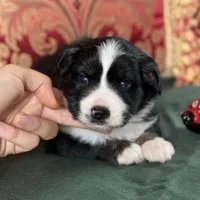 Butterscotch, a female Miniature Australian Shepherd for sale in Honolulu, HI – Photo 6 of 10