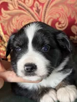 Butterscotch, a female Miniature Australian Shepherd for sale in Honolulu, HI – Photo 8 of 10