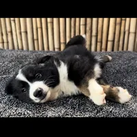 Butterscotch, a female Miniature Australian Shepherd for sale in Honolulu, HI – Photo 1 of 10