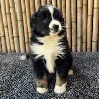 Butterscotch, a female Miniature Australian Shepherd for sale in Honolulu, HI – Photo 4 of 10