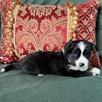 Butterscotch, a female Miniature Australian Shepherd for sale in Honolulu, HI – Photo 9 of 10