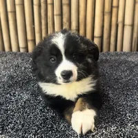 Butterscotch, a female Miniature Australian Shepherd for sale in Honolulu, HI – Photo 2 of 10