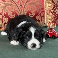 Butterscotch, a female Miniature Australian Shepherd for sale in Honolulu, HI – Photo 3 of 10