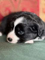 Butterscotch, a female Miniature Australian Shepherd for sale in Honolulu, HI – Photo 7 of 10