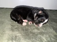 Chili, a male Toy Australian Shepherd for sale in Honolulu, HI – 3 of 3