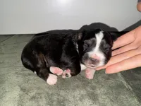 Chili, a male Toy Australian Shepherd for sale in Honolulu, HI – 1 of 3