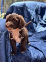 Manny AKC, a male Portuguese Water Dog for sale in Honolulu, HI – Photo 5 of 6