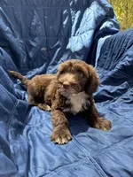 Manny AKC, a male Portuguese Water Dog for sale in Honolulu, HI – Photo 2 of 6