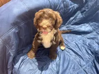 Manny AKC, a male Portuguese Water Dog for sale in Honolulu, HI – Photo 4 of 6