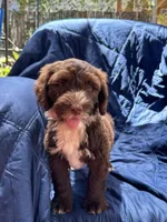 Manny AKC, a male Portuguese Water Dog for sale in Honolulu, HI – Photo 6 of 6