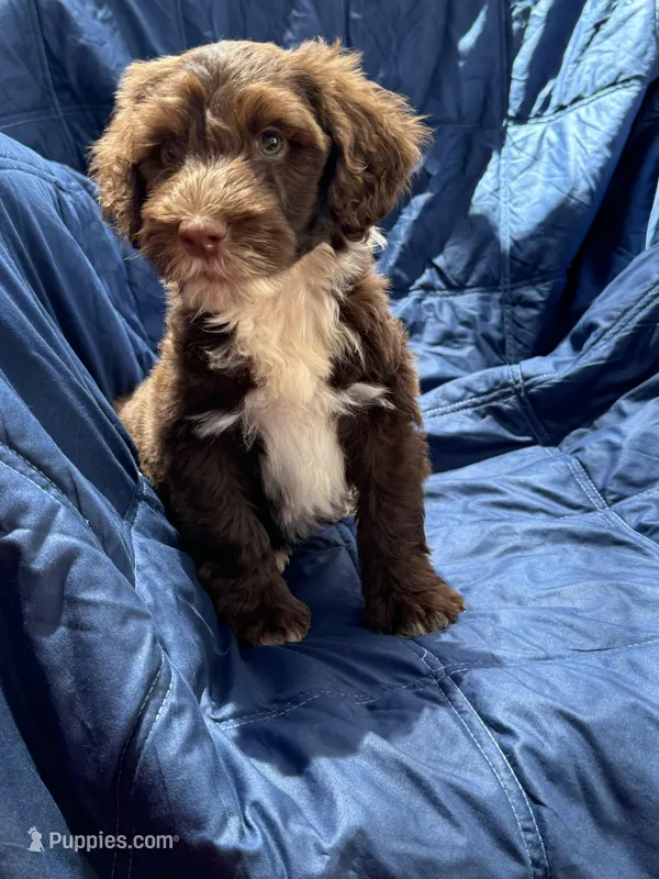 Manny AKC, a male Portuguese Water Dog for sale in Honolulu, HI – Photo 1 of 6