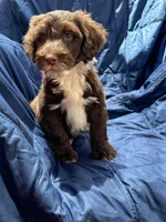 Manny AKC, a male Portuguese Water Dog for sale in Honolulu, HI – Photo 1 of 6