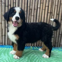 processed/0458dfb4-509b-4288-9aa4-3dc902da5339/listing/cd9f82fb-febe-49dc-a36b-3aa44f768bc7/2bee4b71-40b5-4d87-9171-7463991d64cf