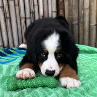 processed/0458dfb4-509b-4288-9aa4-3dc902da5339/listing/cd9f82fb-febe-49dc-a36b-3aa44f768bc7/2edb9358-88f4-4c1c-b992-52a26762847b