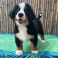 processed/0458dfb4-509b-4288-9aa4-3dc902da5339/listing/cd9f82fb-febe-49dc-a36b-3aa44f768bc7/32c01258-5a5b-430c-b073-4933ff6794ee