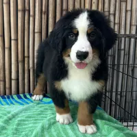 processed/0458dfb4-509b-4288-9aa4-3dc902da5339/listing/cd9f82fb-febe-49dc-a36b-3aa44f768bc7/9ad5907a-571b-4c87-b380-5add838fdb88