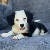 Lychee, a female Toy Australian Shepherd and Miniature Bernedoodle for sale in Honolulu, HI – 2 of 5