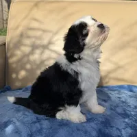 Kaynu Toy Aussipoo, a male Poodle - Toy  and Toy Australian Shepherd for sale in Honolulu, HI – 2 of 3