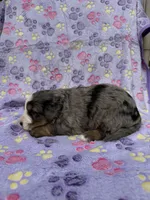 Frosty blue eyes, a male Toy Australian Shepherd and Miniature Bernedoodle for sale in Honolulu, HI – Photo 7 of 9