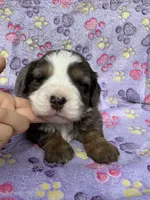 Frosty blue eyes, a male Toy Australian Shepherd and Miniature Bernedoodle for sale in Honolulu, HI – Photo 2 of 9