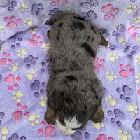 Frosty blue eyes, a male Toy Australian Shepherd and Miniature Bernedoodle for sale in Honolulu, HI – Photo 8 of 9