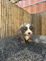 Frosty blue eyes, a male Toy Australian Shepherd and Miniature Bernedoodle for sale in Honolulu, HI – Photo 9 of 9