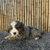 Frosty blue eyes, a male Toy Australian Shepherd and Miniature Bernedoodle for sale in Honolulu, HI – Photo 1 of 9