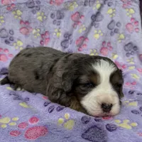 Frosty blue eyes, a male Toy Australian Shepherd and Miniature Bernedoodle for sale in Honolulu, HI – Photo 6 of 9