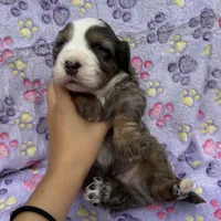 Frosty blue eyes, a male Toy Australian Shepherd and Miniature Bernedoodle for sale in Honolulu, HI – Photo 4 of 9