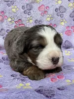 Frosty blue eyes, a male Toy Australian Shepherd and Miniature Bernedoodle for sale in Honolulu, HI – Photo 3 of 9
