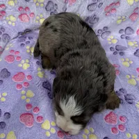 Frosty blue eyes, a male Toy Australian Shepherd and Miniature Bernedoodle for sale in Honolulu, HI – Photo 5 of 9